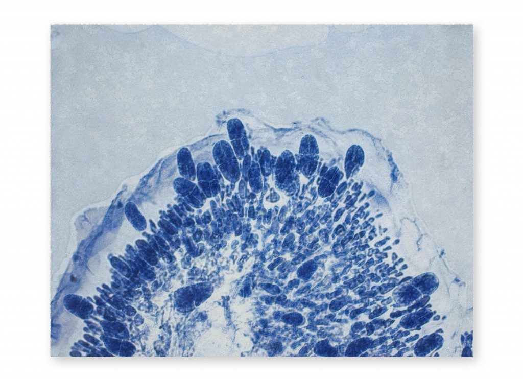 Ocean of Eden 1, 2012