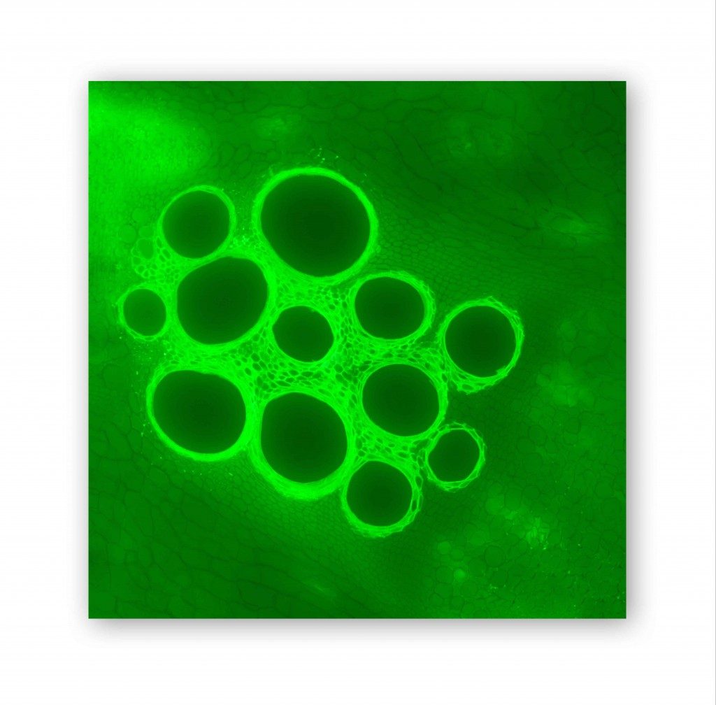 Cellular Memory II, 2017